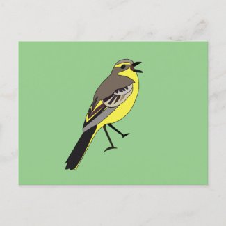 Yellow Wagtail Bird