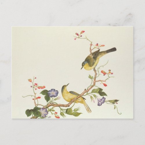 Yellow Wagtail with blue head Postcard