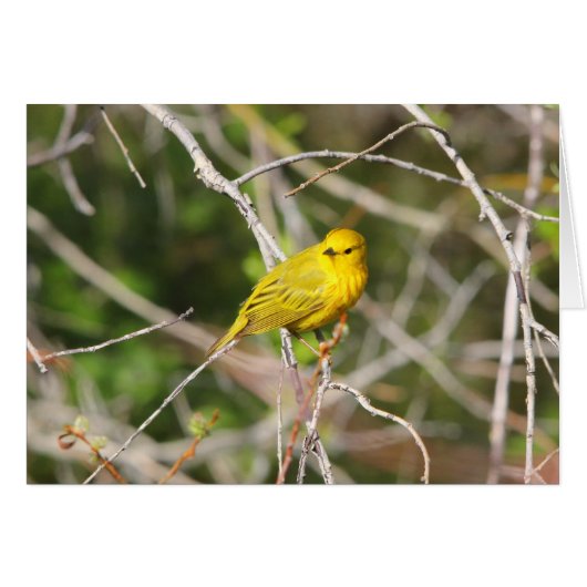 Yellow Warbler 2 Cards (Front Horizontal)
