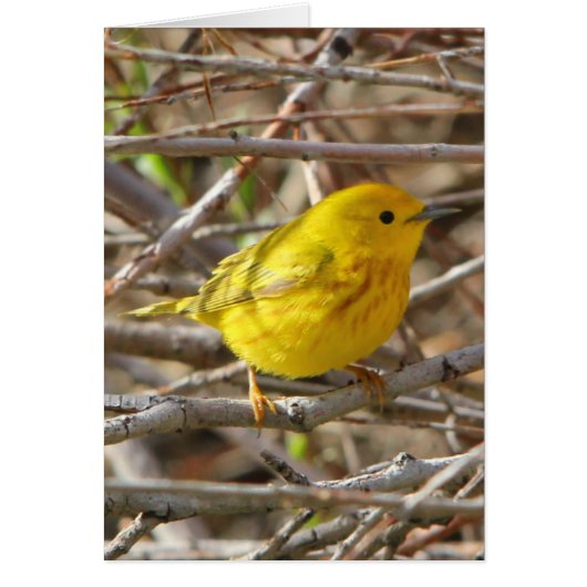 Yellow Warbler Cards (Front)
