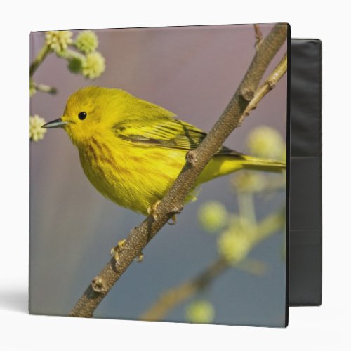 Yellow Warbler Dendroica petechia adult Binder