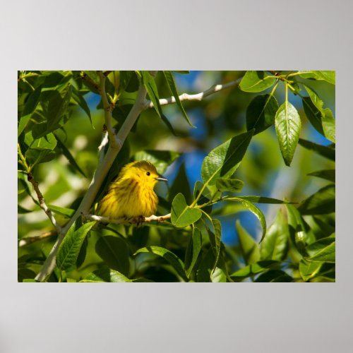 Yellow Warbler In Tree Near Augusta Montana Poster