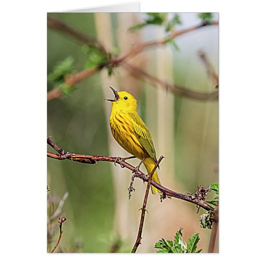 Yellow Warbler Singing (Front)