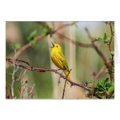 Yellow Warbler Singing (Front Horizontal)