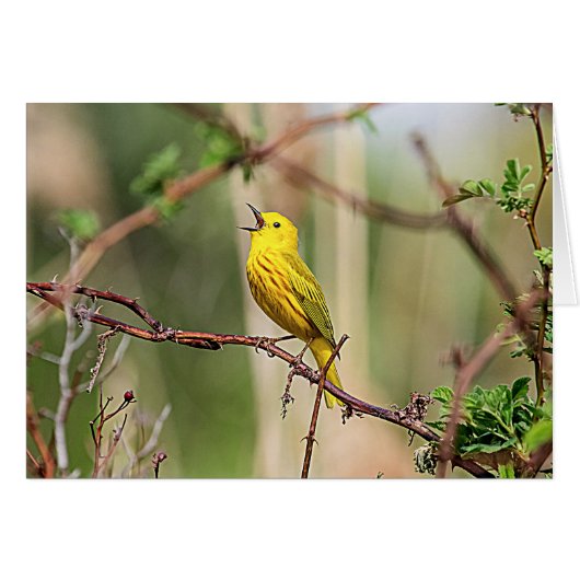 Yellow Warbler Singing (Front Horizontal)