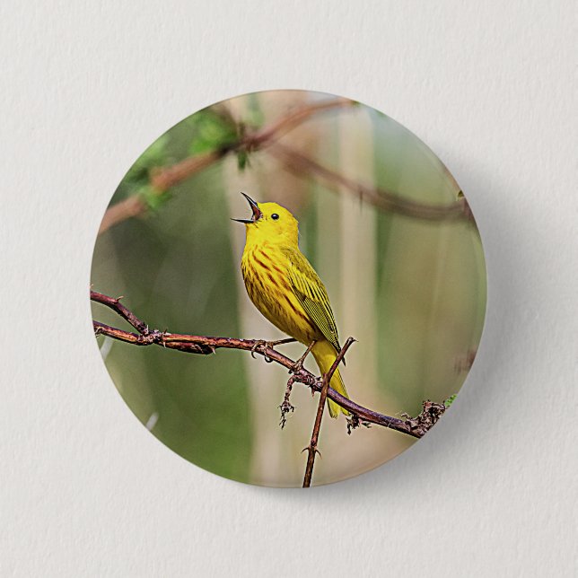 Yellow Warbler Singing Button (Front)