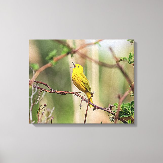 Yellow Warbler Singing Canvas Print (Front)