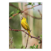 Yellow Warbler Singing Cards (Front)