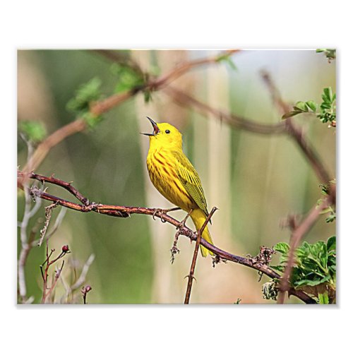 Yellow Warbler Singing Photo Print