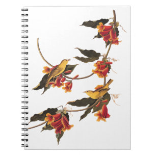 Yellow Warbler Songbirds on Flowering Crossvine Notebook