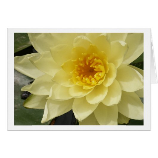 Yellow Water Lily Card (Front Horizontal)