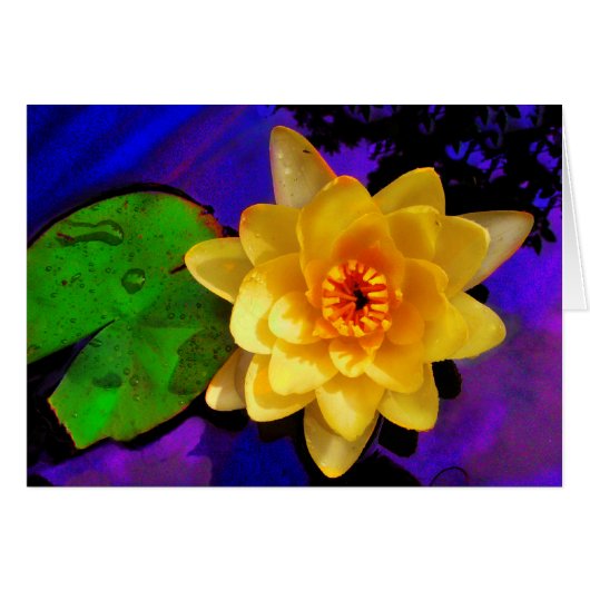 Yellow Water lily Cards (Front Horizontal)