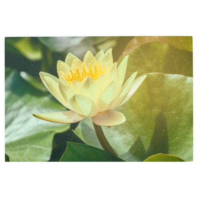 Yellow Water Lily Metal Print (Front)