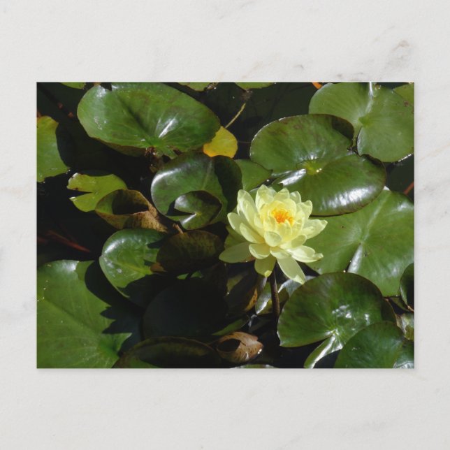 Yellow Water Lily Postcard (Front)