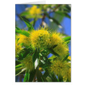 Yellow Wattle Tree (Front)