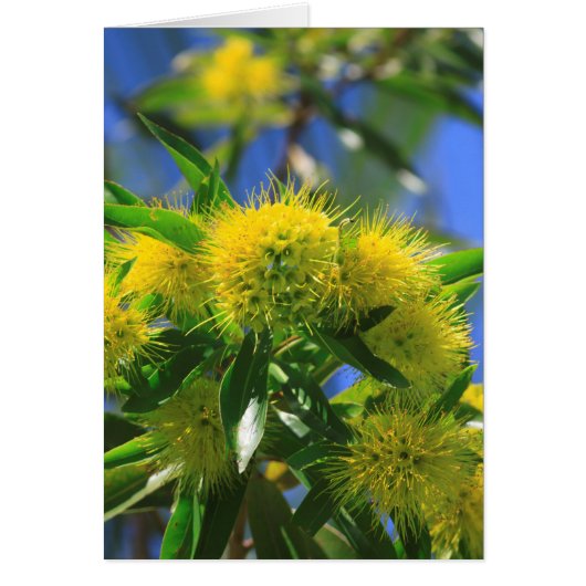 Yellow Wattle Tree Cards (Front)