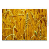Yellow Wheat Field (Front Horizontal)