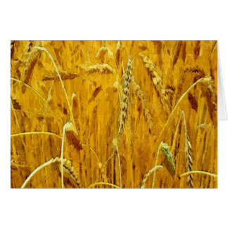 Yellow Wheat Field Cards