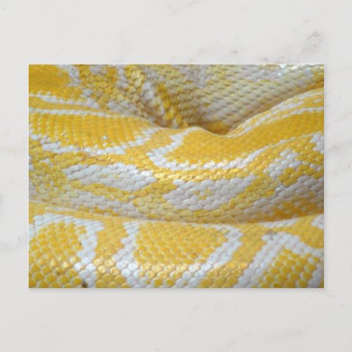 YELLOW WHITE BOA SNAKE SKIN TEXTURES REPTILES PATT POSTCARD