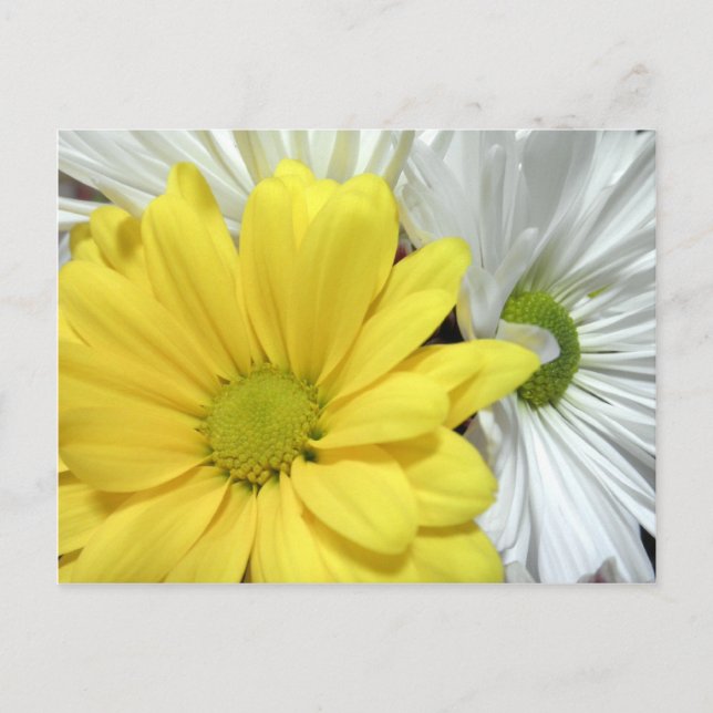 Yellow White Daisy Daisies Flower Flowers Photo Postcard (Front)