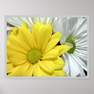 Yellow White Daisy Daisies Flower Flowers Photo Poster