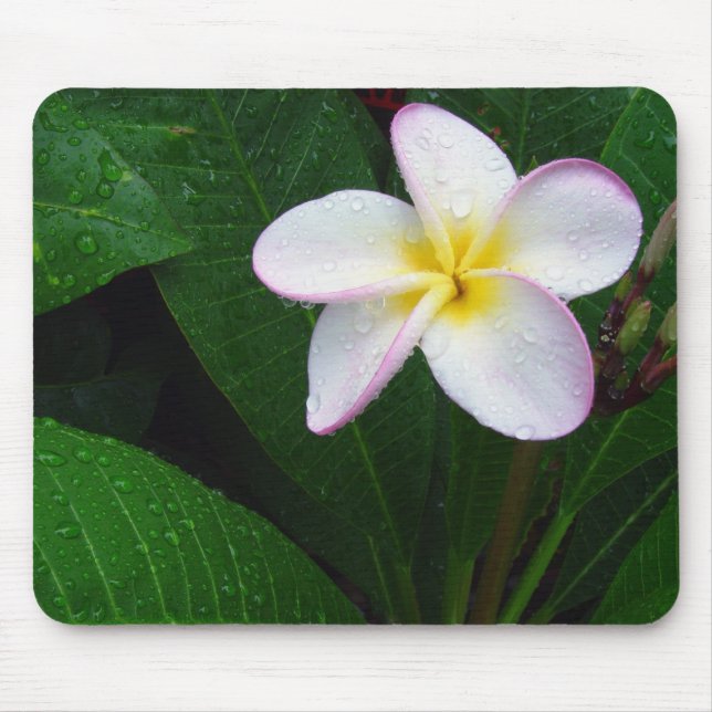 Yellow & White Hawaiian Plumeria Flower Mousepad (Front)
