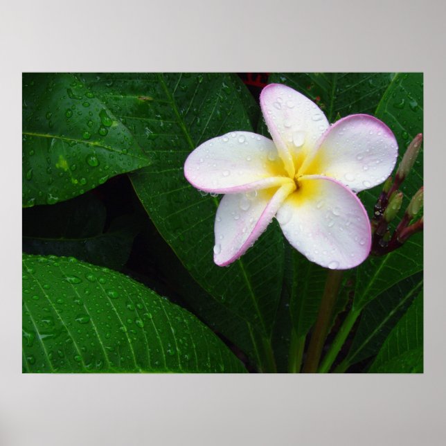 Yellow & White Hawaiian Plumeria Flower Poster (Front)