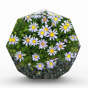 Yellow White Margarita Flowers with Grey Pebbles Award