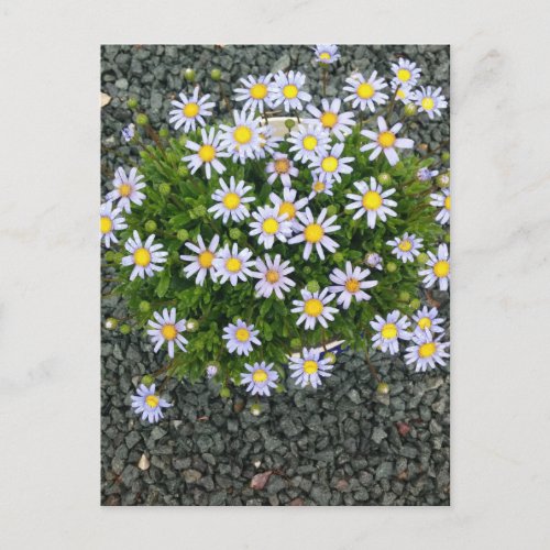 Yellow White Margarita Flowers with Grey Pebbles Postcard