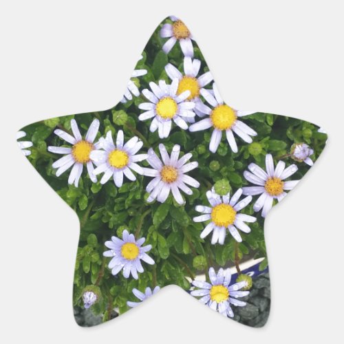 Yellow White Margarita Flowers with Grey Pebbles Star Sticker