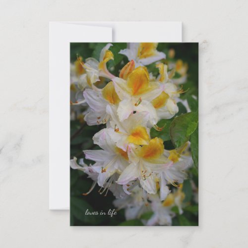 Yellow  White Rhododendron Note Card