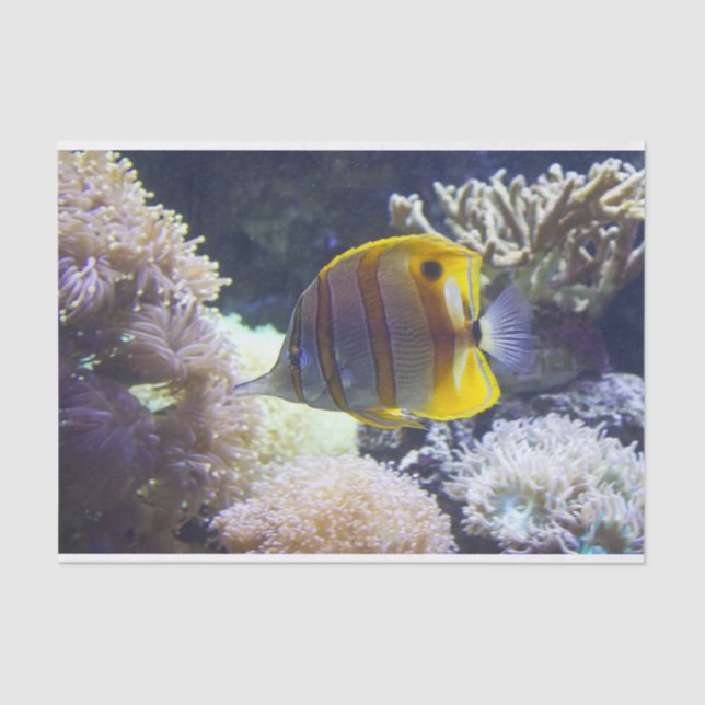 yellow & white Saltwater Copperband Butterflyfish Tissue Paper (Front)