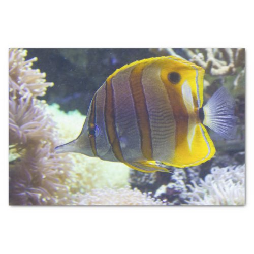 yellow  white Saltwater Copperband Butterflyfish Tissue Paper