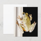 Yellow White Tree Frog (Front/Back)