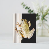 Yellow White Tree Frog (Standing Front)