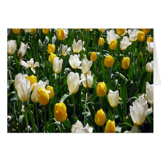 yellow white tulips cards (Front Horizontal)