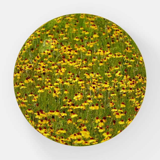 Yellow Wild Flower Daisy Meadow Paperweight (Front)
