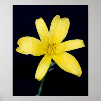 Yellow wild flower poster