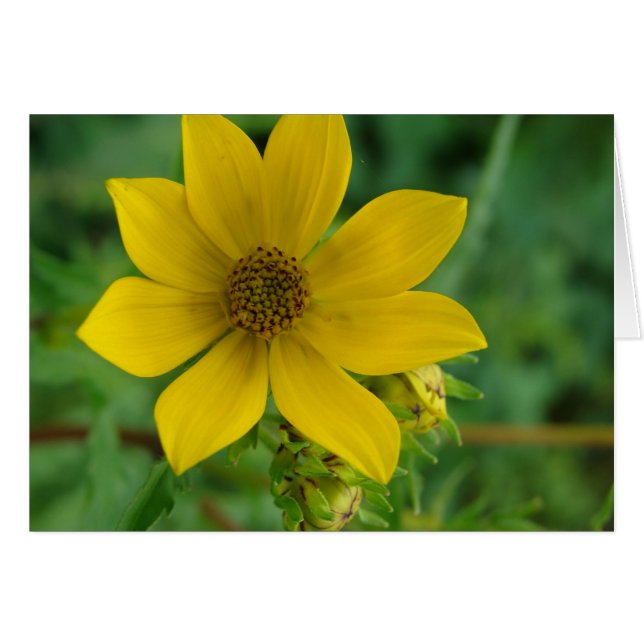 Yellow Wildflower Cards (Front Horizontal)