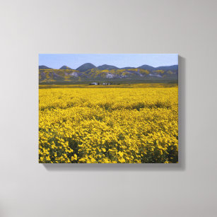 Yellow Wildflower Field Landscape Canvas Print