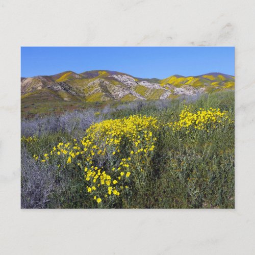 Yellow Wildflower Field Landscape  Postcard