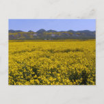 Yellow Wildflower Field Landscape Postcard