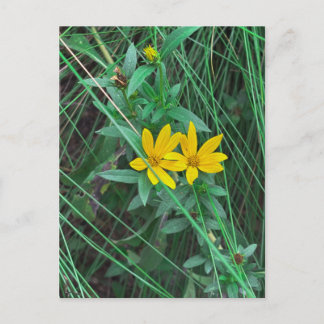 Yellow Wildflowers Among Tall Grass Postcard