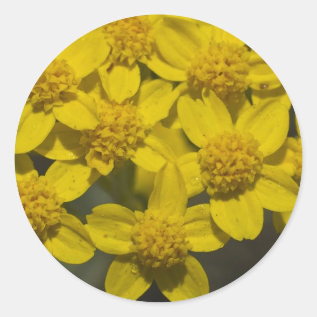 Yellow Wildflowers Classic Round Sticker (Front)