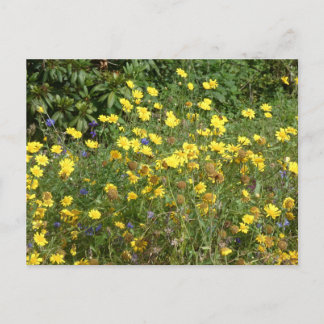 Yellow Wildflowers DIY Postcard