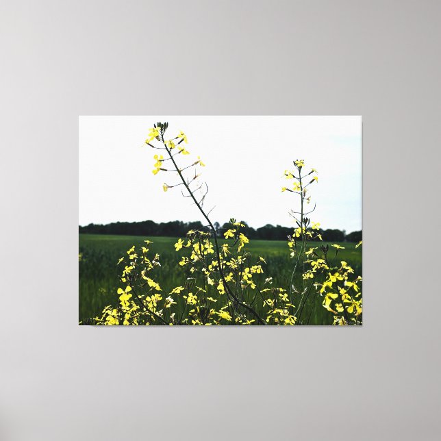 Yellow Wildflowers in Open Field Canvas Print (Front)