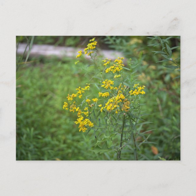 Yellow Wildflowers Postcard (Front)