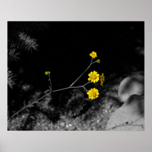 Yellow Wildflowers Under a Tree Colored 16x20 Poster