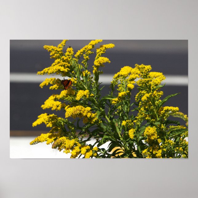 Yellow Wildflowers with Butterfly Poster (Front)