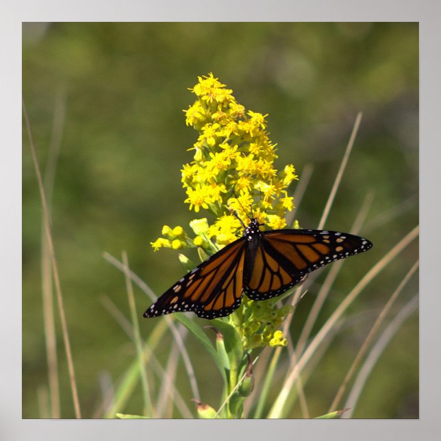Yellow Wildflowers with Butterfly Poster (Front)